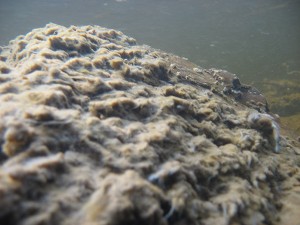 Didymo growing in the Matapedia River, forming the dense mats that raise concerns about smothering Atlantic salmon habitati. (ASF photo)