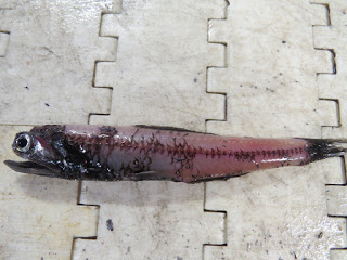 Lanternfish, 5 to 10 cm. in length, have photophores down the sides and below and behind the gills. The fish remain at some depth during the day, but may be much closer to the surface at night. This specimen was from a trawl of the Marine Institute in Newfoundland.