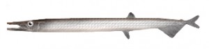 Sharpchin barracudina is one of the species on which Atlantic salmon feed offshore, and during the winter months.
