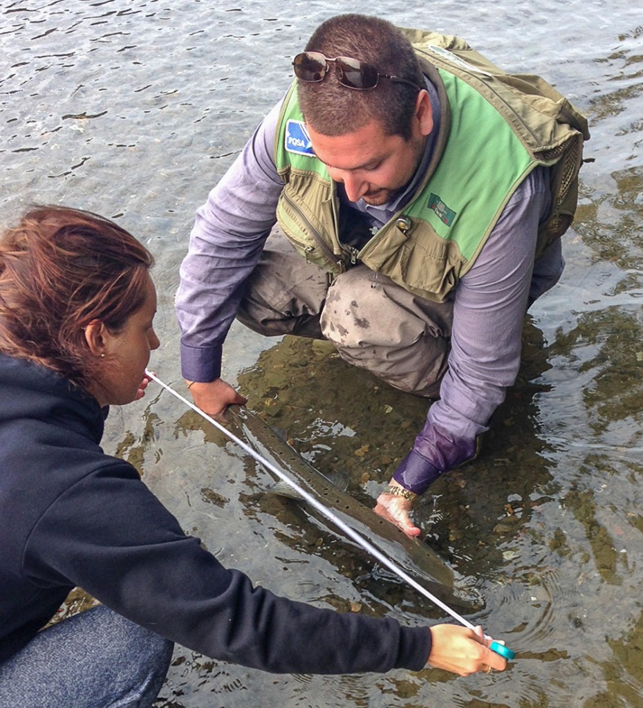 As Pierre-Olivier Mercier supports the salmon in the water, Marie-Julie measures the salmon to find the weight, using the ASF salmometer. Photo: Pierre Mercier