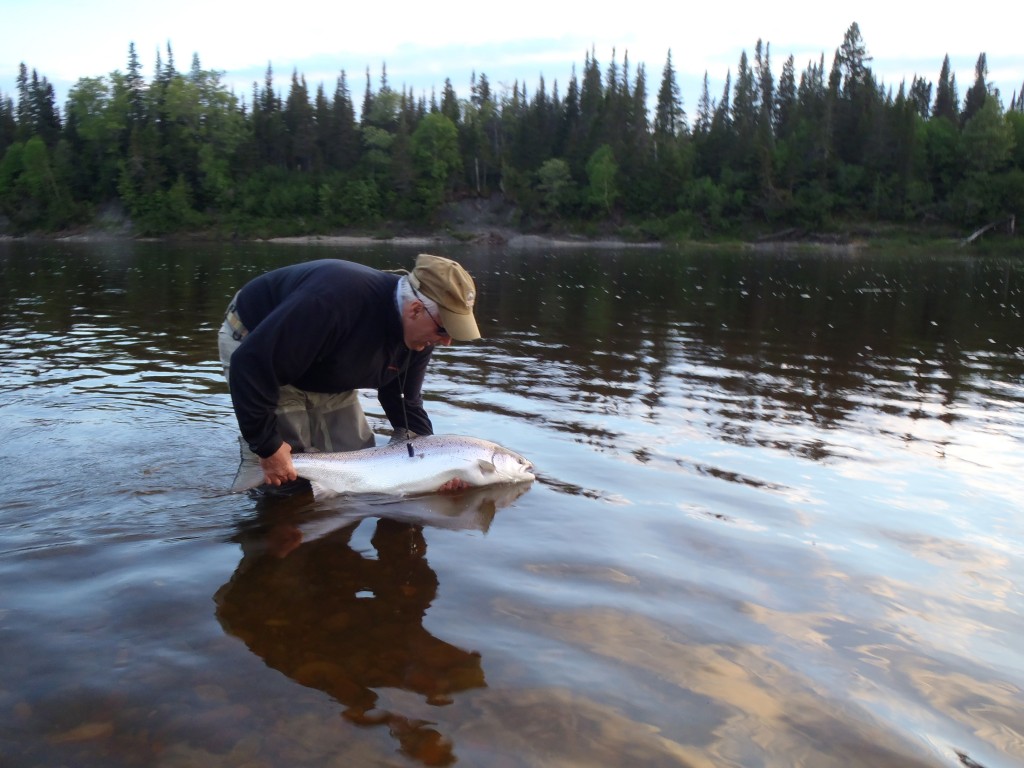 Christian Kirouac releases a female salmon estimated to be 25 lb., at St-Jean (North Shore) River on 17 June in the evening. Photo Leon Jackson