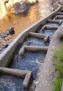 The fish ladder on the Magaguadavic River from tidewater to the top of the dam includes an assessment facility, monitored by ASF research personnel. photo Tom Moffatt/ASF
