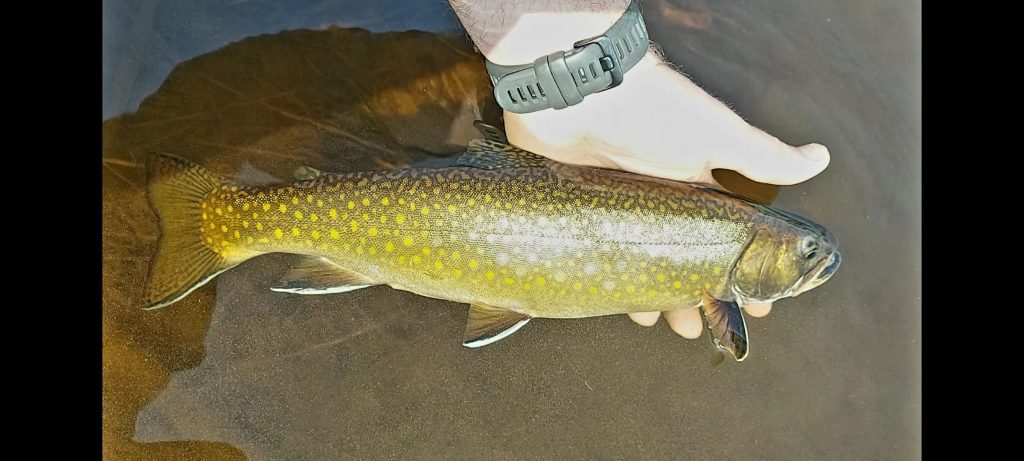 🎣Beauty Brook Trout on the Miramichi!